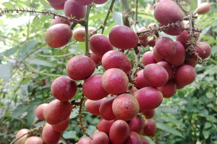 8 Manfaat Buah Matoa untuk Kesehatan Tubuh, Salah Satunya Cegah Penyakit Kronis