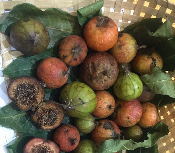 Siswa MAN 2 Kota Malang Temukan Buah Misterius untuk Obat Hipertensi