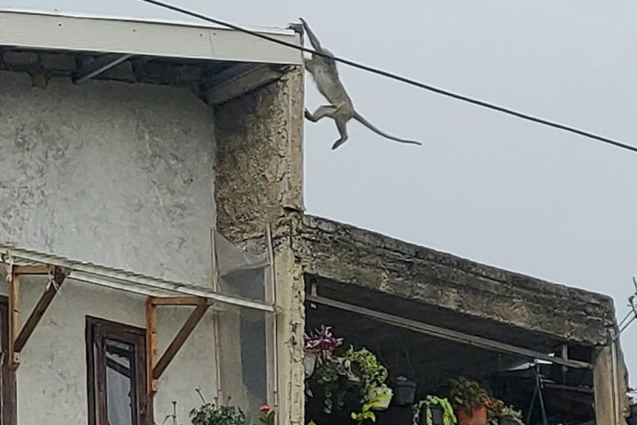 Meresahkan, Monyet Ekor Panjang Berkeliaran di Pemukiman Warga di Lembang