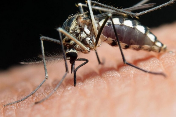 Dokter Anak: Miskonsepsi tentang DBD Masih Banyak Beredar