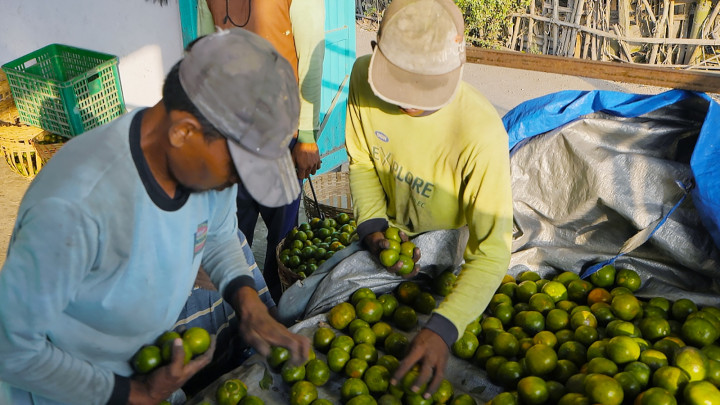 Melalui Klasterku Hidupku, BRI Dampingi Klaster Jeruk Semboro Terapkan Pertanian Berkelanjutan