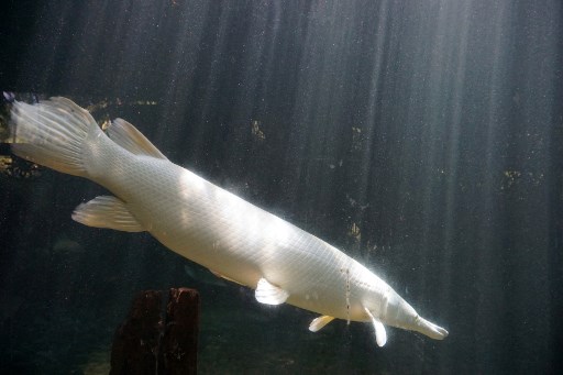 Selain Aligator Gar, Ini Daftar Ikan yang Dilarang Dipelihara di Indonesia