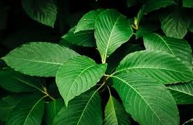 Ekstrak Daun Kratom, Efek Pereda Nyerinya Lebih Rendah Risiko Dibandingkan Morfin