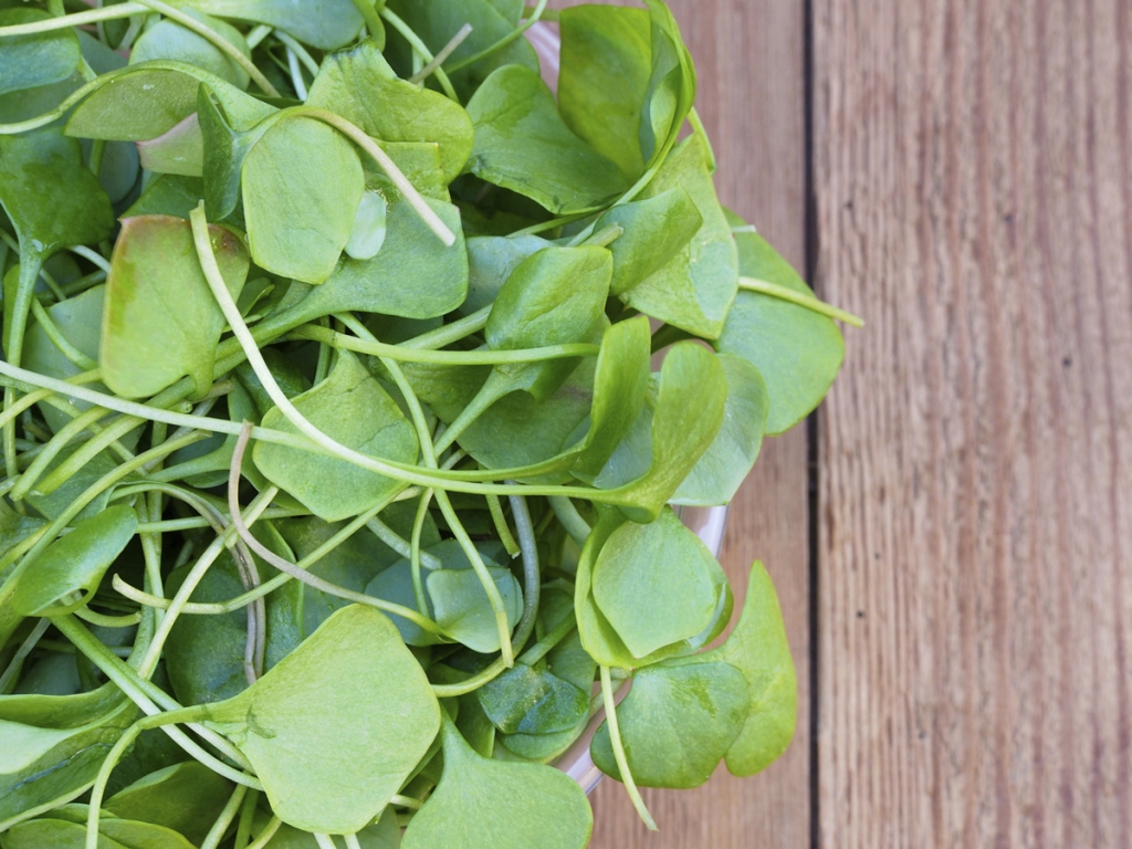 Foto: Selada air (watercress)