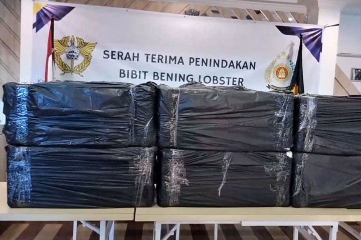 Penyelundupan Benih Lobster Senilai Rp22,2 Miliar Digagalkan