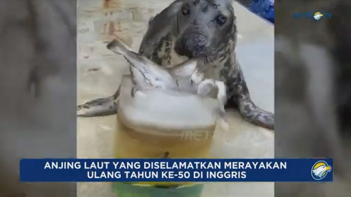 Sheba, 'Duta' Anjing Laut Kesayangan Warga Ingris Merayakan Usia ke-50