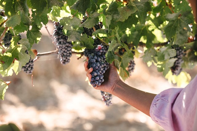 Margaret River, 'Rumah' bagi Wine Terkemuka di Australia Barat