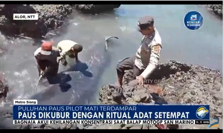 Puluhan Paus Terdampar di Laut Alor, Begini Penjelasan Ilmiahnya