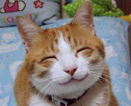 7 Tips Ampuh Berteman dengan Kucing yang Bikin Tersenyum