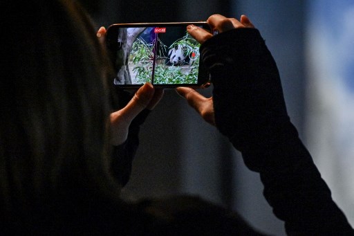 Sepasang Panda Kembali ke Tiongkok, Ribuan Penggemar Jepang Menangis