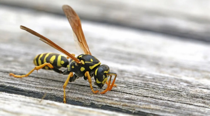 Cara Mudah Mengusir Tawon Nakal di Lampu