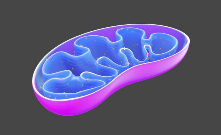 Mengenal Mitokondria pada Sel Tumbuhan: Fungsi dan Strukturnya