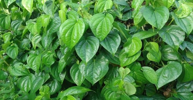 Simak manfaat daun sirih untuk kesehatan. (Foto: Dok. Umsu)