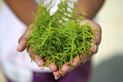 Rumput laut. (Foto:superchargedfood.com)