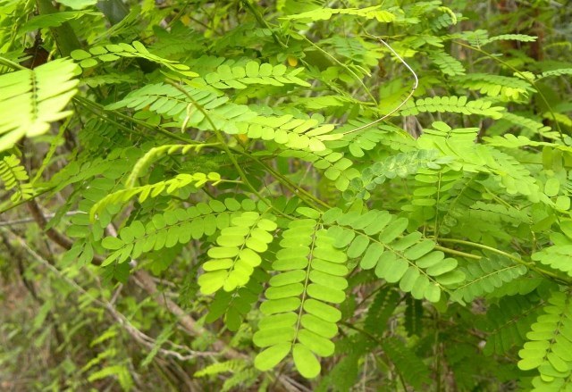 Daun saga diketahui dapat mengatasi migrain akibat tingginya kadar hormon serotonin. (Foto: Dok. Levypreserve)