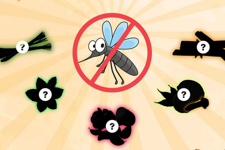 5 Bahan Dapur untuk Usir Nyamuk di Rumah