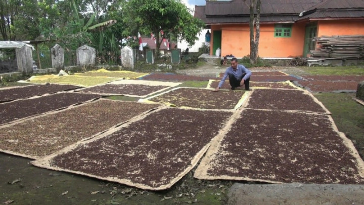 Jadi Komoditas Unggulan, Pengembangan Cengkih Hutan di Amalatu Digenjot