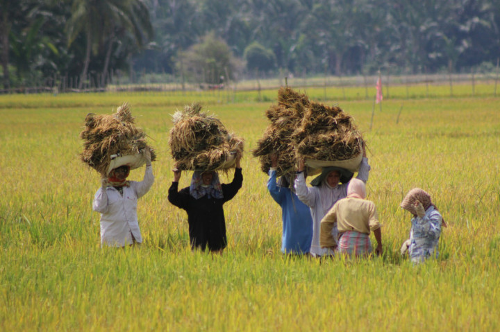 Intensifikasi Lahan Kunci Wujudkan Swasembada Pangan