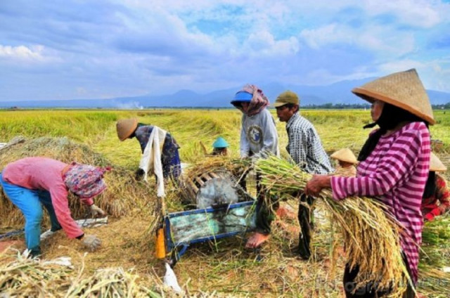 Pengertian Swasembada Pangan, Manfaat, dan Contohnya