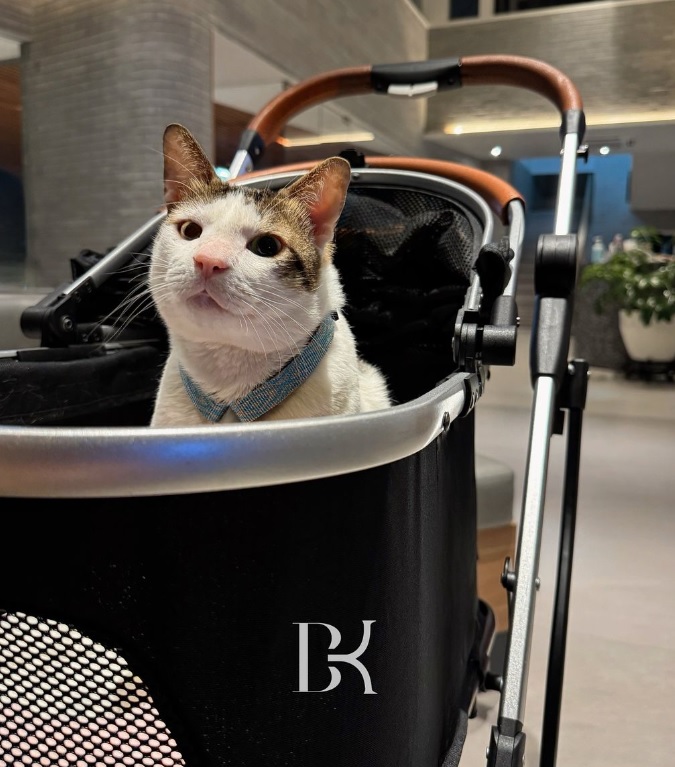 Bobby Kucing Kesayangan Prabowo, dari Kertanegara ke Istana Negara