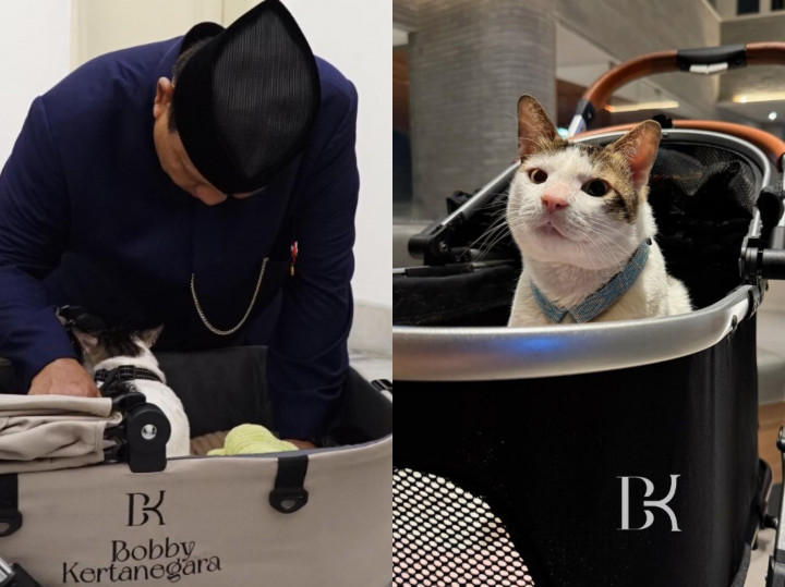 Resmi Jadi Kucing Istana, Segini Harga Stroller Bobby Kertanegara