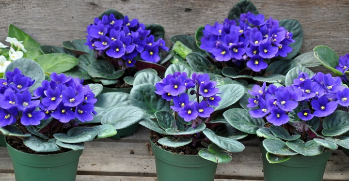 7 Tanaman Hias Ini Tak Perlu Disiram Setiap Hari