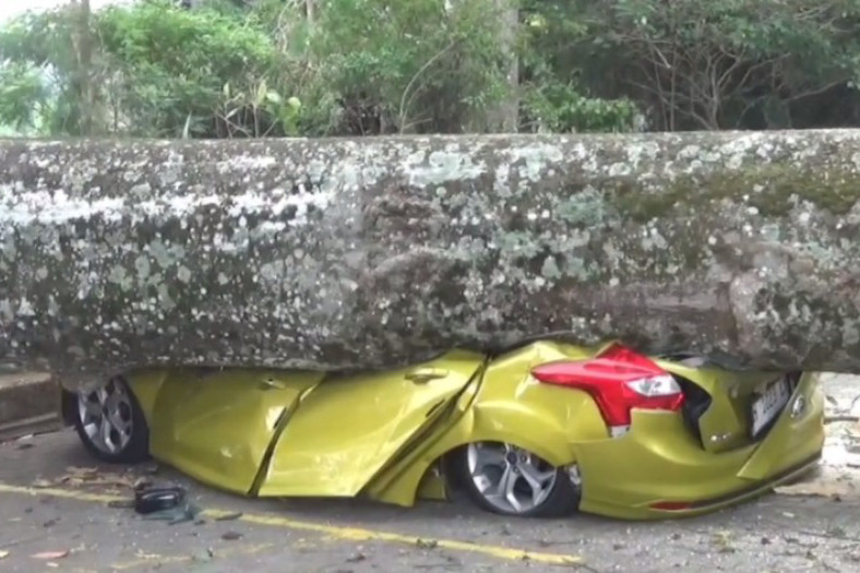 Pohon Raksasa Tumbang di Objek Wisata Lembang, Timpa 9 Kendaraan