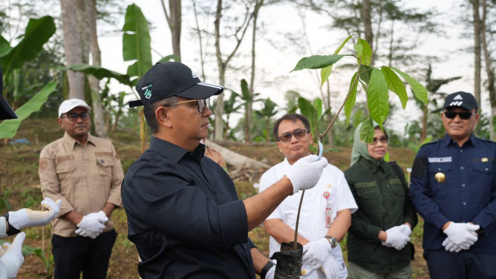 Pelestarian Lingkungan, Lahan Bekas Tambang Berau Coal Ditanam Kakao