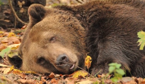 Hewan-Hewan yang Berhibernasi: Tujuan hingga Rekor Hibernasi Terlama