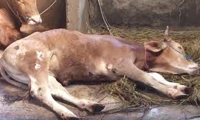 Puluhan Ekor Sapi di Gorontalo Mati Diracun