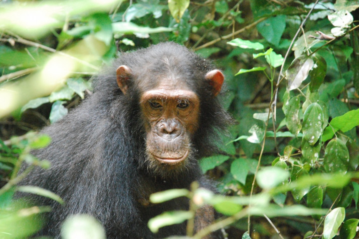 Perang Simpanse Gombe, Perang Hewan Pertama yang Tercatat dalam Sejarah