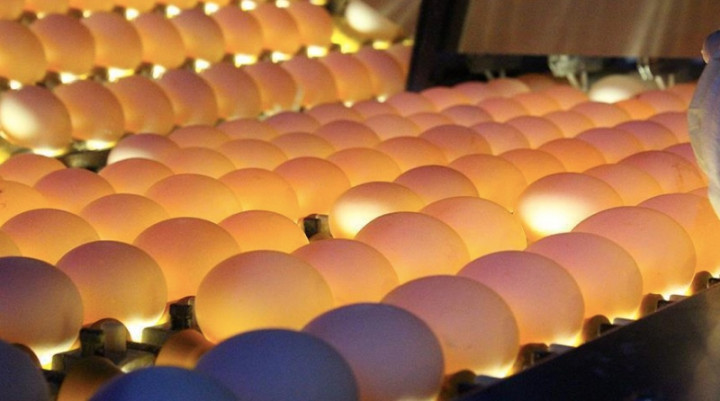 50 Perusahaan di Asia Dikhawatirkan Gagal Penuhi Janji Tak Gunakan Telur dari Sistem Sangkar