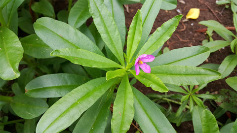 Daun Ginseng, foto: pixabay
