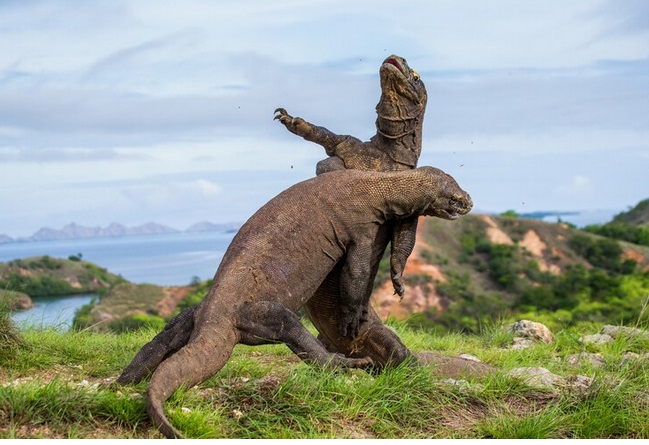 Pulau Komodo merupakan destinasi wisata yang pernah dikunjungi Valentino Rossi. Ilustrasi Freepik