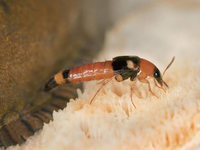 Bisa Pakai Larutan Cuka, Ini 5 Cara Mencegah Tomcat Masuk Rumah