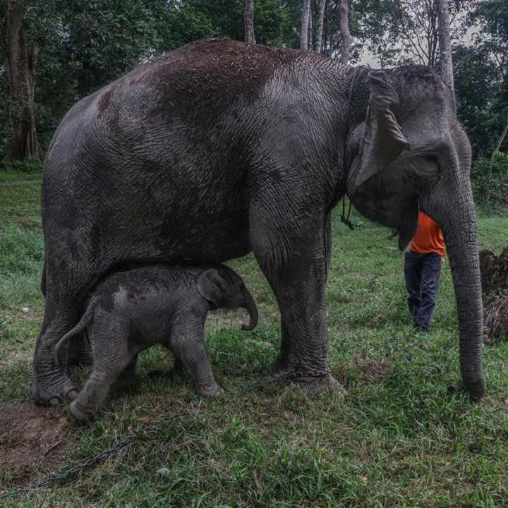 Anak Gajah Sumatra Lahir di TWA Buluh Cina Kampar