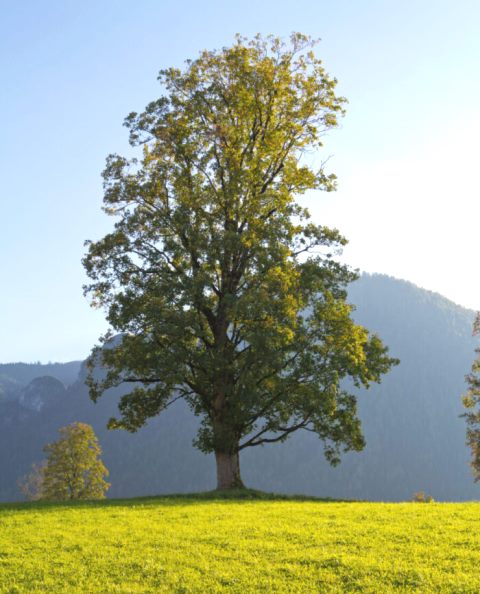 Walau Rindang, 5 Pohon Ini Sebaiknya Tak Ditanam di Halaman Rumah