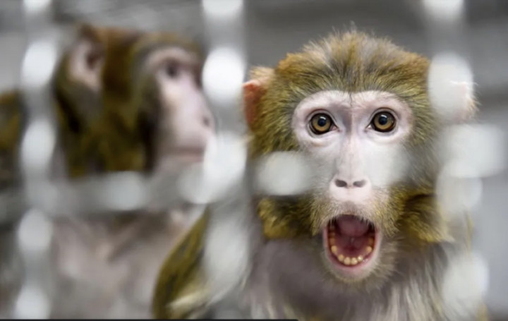 Kabur dari Fasilitas Penelitian, 43 Monyet Ancam Warga di South Carolina