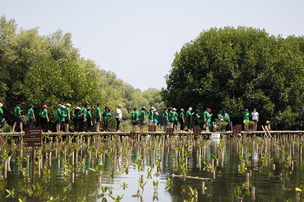 Puluhan karyawan Modena turun menanam pohon mangrove di Taman Wisata Alam Angke Kapuk. Dok. Ist