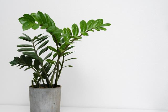 Berita Terpopuler Properti: Tanaman Pembersih Udara hingga Rumah Rp1,6 Triliun Tom Ford