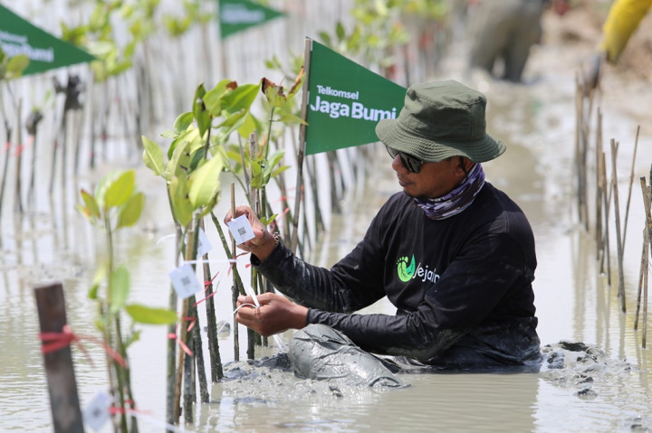 Donasi Poin Telkomsel Pelanggan Dukung Wujudkan Penanaman 10.600 Pohon Mangrove