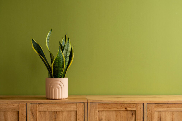 7 Warna yang Cocok Dipadukan dengan Hijau Zaitun