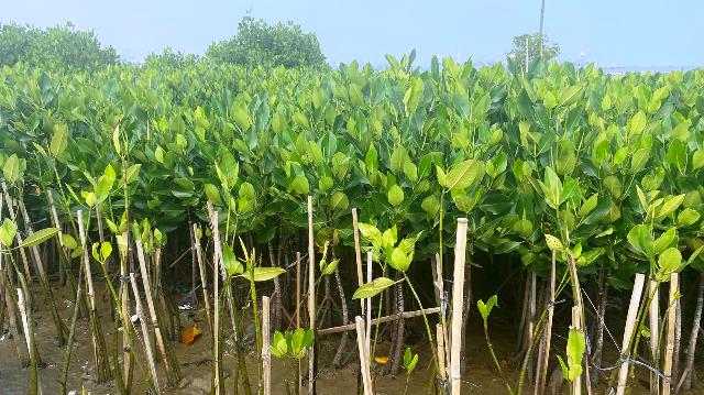 Mangrove Jadi Cara Jitu Wujudkan Emisi Nol Karbon