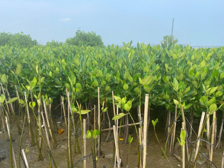 APP Group Konservasi Pesisir via Mangrove Berkelanjutan di COP 29 Azerbaijan