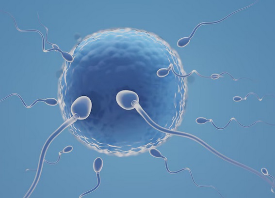 Untuk melakukan Inseminasi sperma yang diberikan sudah melalui tahap washing yang nantinya dimasukkan di dalam keteter untuk disemprotkan ke rahim. Ilustrasi Freepik