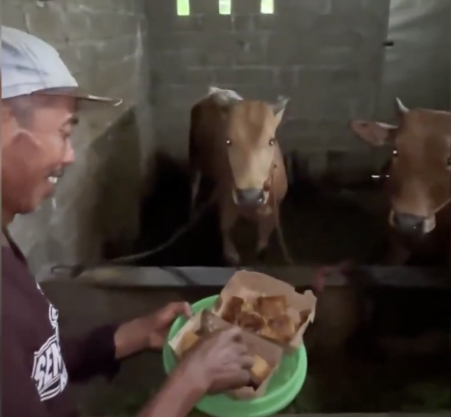 Viral! Guru dan Murid Buktikan Sapi Makan Martabak, Jadi Inspirasi Jelang Hari Guru
