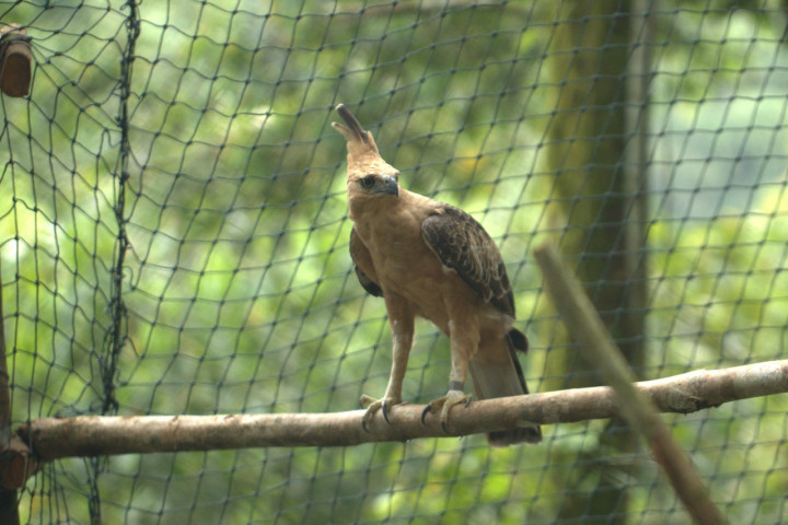 Burung Julang Emas dan Elang Jawa Dilepasliarkan di Gunung Bromo