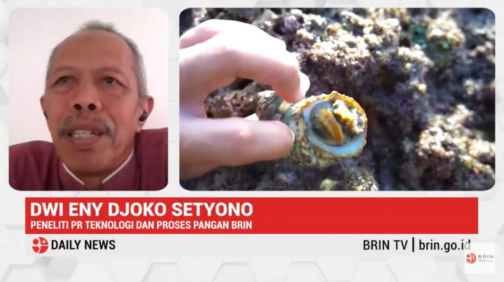 Siput Usal, Alternatif Sumber Pangan Bergizi Tinggi Masyarakat Pesisir