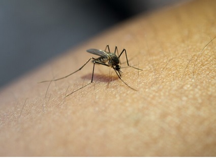 DBD Mengalami Peningkatan Kasus pada Awal dan Akhir Musim Hujan, Ini Alasannya