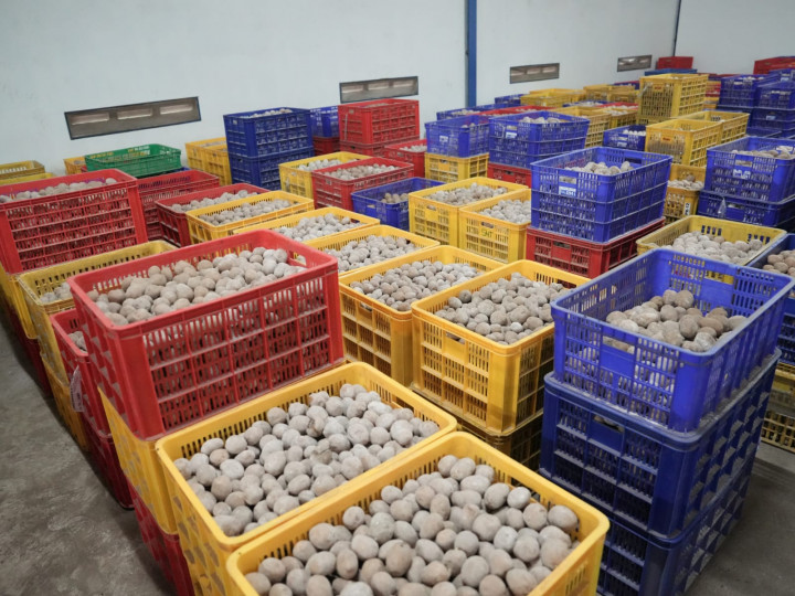 Dukung Swasembada Pangan, Pemerintah Terus Kembangkan Potensi Kentang Garut